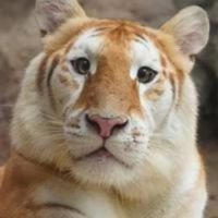 Ava The Golden Tiger