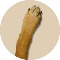 DOGEARM